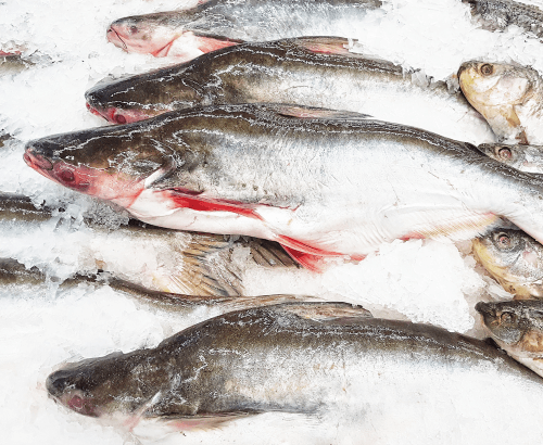 Machoirons (Poisson-chat), congelé