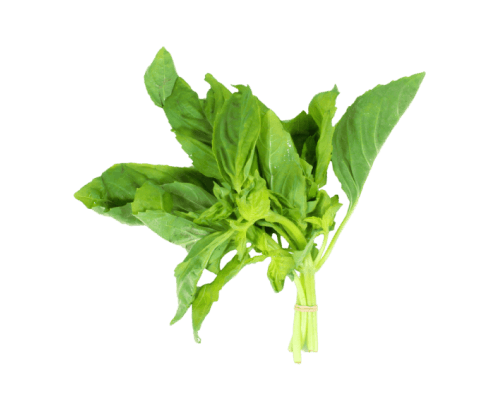 Basilic, frais