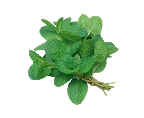 Menthe, fraiche