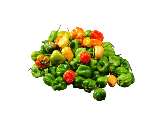 Piment habanero, frais