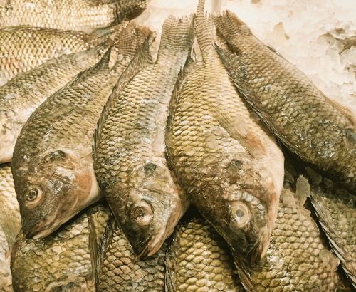 Poisson, Capitaine de mer
