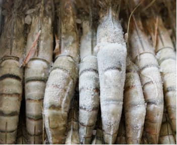 Crevette, Gambas